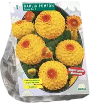 Jurginų svogūnėlis, lot. DAHLIA POMPON SUNNY BOY , 1 vnt