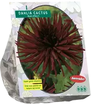 Jurginų svogūnėlis, lot. DAHLIA CACTUS NUIT D'PER, 1 vnt