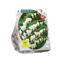 Auskarėlių svogūnėliai, lot. DICENTRA SPECTABILIS ALBA, 2 vnt