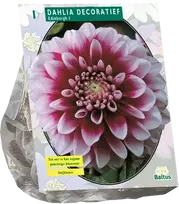 Jurginų svogūnėlis, lot. DAHLIA DECORATIEF EDINBURGH, 1 vnt