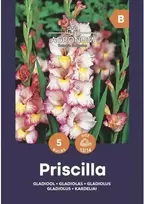 Didžiažiedžių kardelių svogūnėliai, lot. GLADIOLUS PRISCILLA, 5 vnt