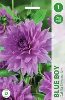 Blue Jurginų svogūnėlis, lot. DAHLIA Mėlynas BOY, 1 vnt