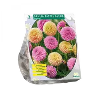 Jurginų svogūnėliai, lot. DAHLIA PASTEL BLEND, 2 vnt