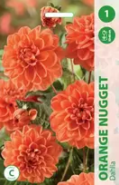 Orange Jurginų svogūnėlis, lot. DAHLIA Oranžinis NUGGET, 1 vnt