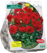 Jurginų svogūnėlis, lot. DAHLIA PURPINKA, 1 vnt