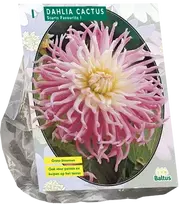 Jurginų svogūnėlis, lot. DAHLIA CACTUS STARS FAVOURITE, 1 vnt