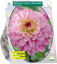 Jurginų svogūnėlis, lot. DAHLIA LUKA JOHANNA, 1 vnt