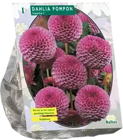 Jurginų svogūnėlis, lot. DAHLIA POMPON LIPOMA, 1 vnt