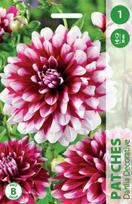 Jurginų svogūnėlis, lot. DAHLIA PATCHES, 1 vnt