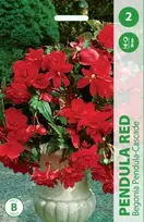 Begonijų svogūnėliai, lot. BEGONIA PENDULA Raudonas, 2 vnt.