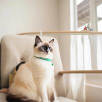 Woven Kitten Cat Collar With Bell Anti Choke Safety Pet Decoration Accessory žalia