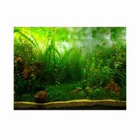 Vandens Žolės Stiliaus Akvariumo Žuvų Bakas Fono Plakatas PVC Lipnus Dekoratyvinis Popierius (122*50cm)