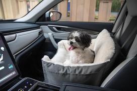 "Best Pet Supplies" sėdynė šunims automobilyje, sunkvežimyje ir visureigyje su minkšta pliušine pagalvėle ir sienelėmis, patogi sėdynė su saugiais dirželiais, pilka