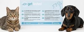 H. pylori Schnelltest für Hunde & Katzen - Heimtest für Magenbakterien - Ergebnis in Minuten - Einfacher Stuhltest für Zuhause