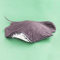 Cute Manta Ray Plush Throw Blanket Soft Stuffed Animal Floor Mat Carpet for Home Decoration cm 100x150cm
