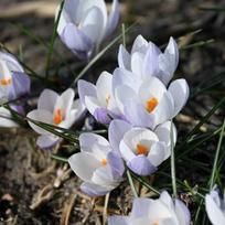 Krokai Weldenii "Fairy" - 20 vnt.