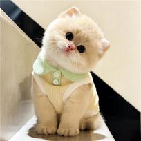 Lightweight cat clothing, anti-shedding dopamine vest, small dog spring/summer polo shirt, 2026 new model XS žalia