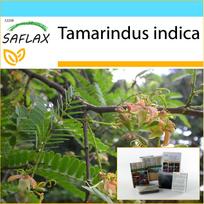 SAFLAX Dovanų rinkinys – Tamarind – 4 sėklos – Su dovanų dėžute, kortele, etikete ir vazono substratu – Tamarindus indica