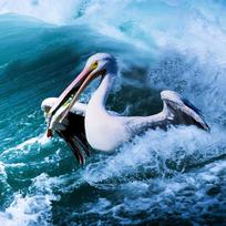 5D „pasidaryk pats“ deimantų tapybos siuvinėjimas „Pelican Hunting In Waves“ Deimantinės mozaikos kryžminio dygsnio dekoras 30x30CM black