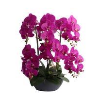 Orhideja GARDEN QUEEN H64cm, tumši rozā 85815