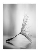 Black White Dandelion Flower Wall Art Prints And Poster Nordic Living Room Wall Art Decorative Canvas Paintings For Home Decor 20x30cm No Frame