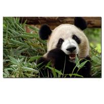 Spausdintas sieninis pop meno gyvūno bambuko panda lokio kraštovaizdžio aliejinis tapyba ant drobės plakatas modernus sieninis paveikslas svetainei Cuadros 21*30cm black