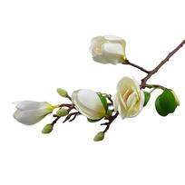Natūrali magnolijos orchidėjų šakelė vestuvėms ir ypatingoms progoms tamsiai violetine spalva