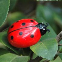Žavingi vaikštantys vabzdžiai elektriniai vabalai katės žaislai auto cikadų modeliavimo anonsas Interaktyvus mielas 1vnt naujas vabzdžių mini augintinis beetle