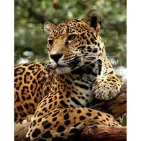 5D DIY Diamond Painting Full Round Drill Cross Stitch Craft Painting Embroidery Craft New Arrival Rhinestone Mosaic Art Home Decoration 15x20CM black