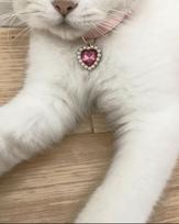 Pet Pearl Heart Pendant Anti-Choking Collar – Double Layer Pearlescent Bow Tie for Cats and Puppies One Size