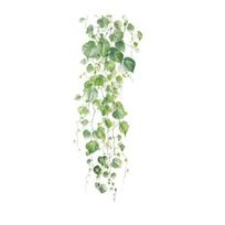 Šviežios žalių vynmedžių ir lapų sienų lipdukai, įkvėpti gamtos, botaninė lipni sienos dekoracija miegamojo ir svetainės dekoravimui 29x75CM įvairiaspalvis