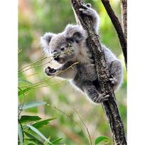 Deimantinis paveikslas Koala Visiškai apvalus deimantinis siuvinėjimas Gyvūnai Siuvinėjimo kryžiumi rinkinys Mozaikinis Kalnų krištolas Valentino dienos dovana Full Round 20x30CM