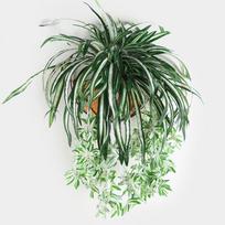 65 cm Dirbtinės gėlės Augalai Kabantys prie sienos Chlorophytum vazoninis žalias augalas netikra imitacinė gėlė žalia