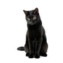 J503# Lovely Cat Persian Cat lipdukas ant automobilio vinilo lipduko vandeniui atsparaus dekoravimo automobilio lipdukų H-15cm-Longest Side