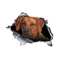 Rhodesian Ridgeback 3D Išlaužk Sieną Automobilio Lipdukas, Vandeniui Atsparaus Vinilo Medžiagos Aksesuarai, Įdomus Automobiliams, Sunkvežimiams, Motociklams, Sienoms 15cm-Longest Side