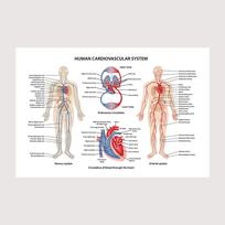 Raumenų sistemos plakatai ir spaudiniai Anatomijos lentelė Žmogaus kūnas Mokykla Medicinos mokslas Švietimo drobės paveikslai Namų dekoras 20x30cm