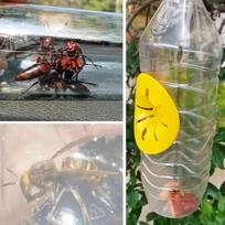 Sodo kenkėjų kontrolės įrankis Daugkartinė vapsvų gaudyklė Plastikinis kūgio formos Širšių bičių gaudyklė Įdėklas Vaisių muselių gaudyklė Sodas 10 PCS