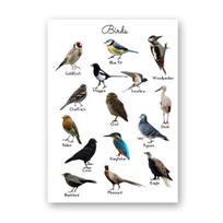 Paukščiai Gyvūnai Švietimo Plakatas Sienos Menas Drobės Tapyba Paveikslas Gamta Tyrimas Mokymosi Spaudiniai Vaikams Darželio Sienos Kambario Dekoras 21X30cm No Frame gray