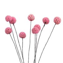 Billy Ball Gėlės Džiovintos Gėlės Dirbtinės Džiovintos Gėlės Namų Sodo Dekoracija pink