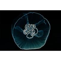 5D DIY Diamond Painting Animal Jellyfish Rhinestone Art Picture Cross Stitch Kit Full Diamond Embroidery Mosaic Gift Home Decor Full Round 20x30CM black