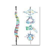 Žmogaus stuburo anatomija Sienos meno drobės spaudinys Vandens spalvos nugaros smegenys Biologijos paveikslas Stuburo stulpas Plakatas Medicinos meno dovana Dekoras 21cm×30cm No Frame