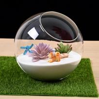 Augalų terariumas Mikrolandschaft Namas Skaidrus indas Stiklinė vaza Įstrižas pjūvis Vestuvėms Svetainei Diameter 10cm