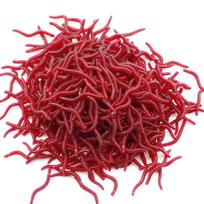 Minkštas žvejybinis masalas, imituojantis slieką, dirbtiniai tikroviški masalai, žuvių kvapo, ešerių masalas, žvejybinė įranga 50pcs