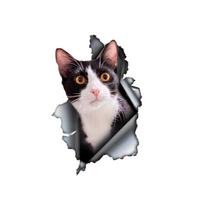 3D Cat vinilinis automobilio lipdukas, linksmas draudimo buferio lipdukas automobiliams, sunkvežimiams, motociklams, sienoms, langams, PVC medžiagai 15cm-Longest Side