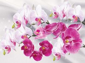 5D „pasidaryk pats“ deimantų piešimas Orchidėjų Kalnų krištolas paveikslėliai Visiškai apvalūs deimantiniai siuvinėjimai Gėlių amatų rinkinys Namų dekoras Full Round 20x25CM white