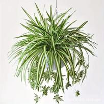 Simulated 5-forked Gold-edged Plant Plant Wall Accessories Bundle One Size