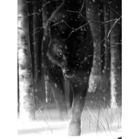 „Wolf Icefield Wolf“ romantiškas deimantinis paveikslas, visas apvalus 40x50 cm „Broderie Diamant“ 20x15CM įvairiaspalvis