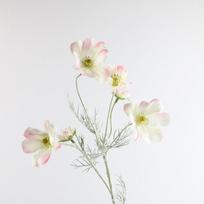 Cosmos Daisy Flower Flower Livingroom Decoration Plant Bouquet