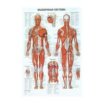 Retro organų sistemos žmogaus drobėje Tapyba Plakatai Skeletas Anatomija Kraftpopieriaus spaudiniai Vintažiniai namų kambario menas Sienų dekoro paveikslai 20x30cm