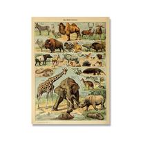 Senovinis Adolphe Millot Enciklopedijos Drobės Tapyba Žinduoliai Ropliai Vabzdžiai Plakatai ir Spaudiniai Sienų Menas Paveikslai Namų Dekoras 21x30cm No Framed